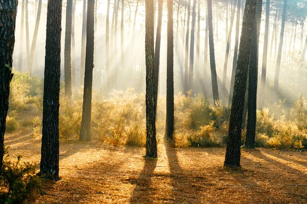 Vista Panorâmica Pitoresco Nascer Sol Floresta Outono Portugal — Fotografia de Stock