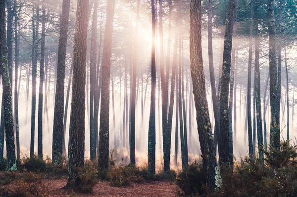 Мальовничий Вид Мальовничі Sunrise Осінньому Лісі Португалії — стокове фото