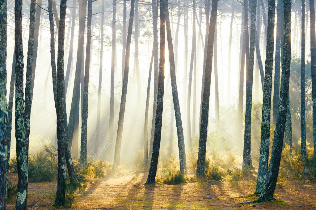 scenic view of picturesque sunrise in autumn forest in Portugal