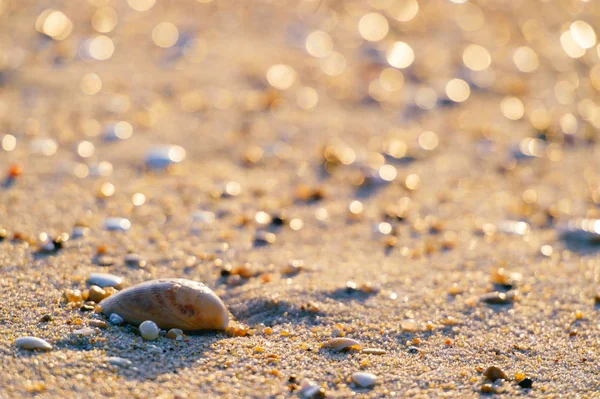 Sahilde Kum Taşlar Deniz Kabuklarını Görünümü Kadar Kapatın — Stok fotoğraf