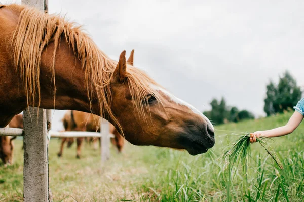 Visão Parcial Menina Azul Vestido Malha Cavalo Alimentação Campo — Fotografia de Stock