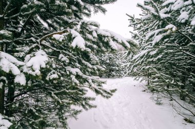 güzel karlı kış orman manzaralı görünüm