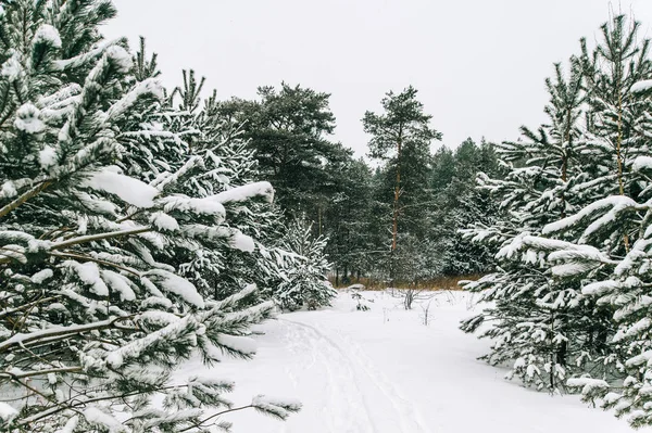 Schilderachtig Uitzicht Prachtige Besneeuwde Winter Forest — Stockfoto
