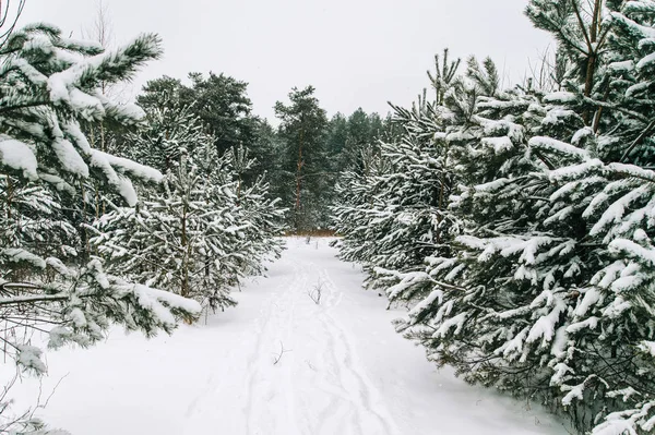 Schilderachtig Uitzicht Prachtige Besneeuwde Winter Forest — Stockfoto