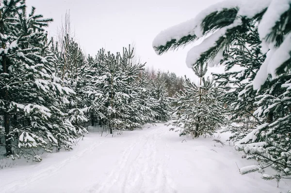 Schilderachtig Uitzicht Prachtige Besneeuwde Winter Forest — Stockfoto