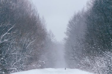 güzel kış orman manzaralı görünümünü karla kaplı