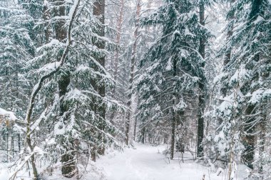 güzel kış orman manzaralı görünümünü karla kaplı