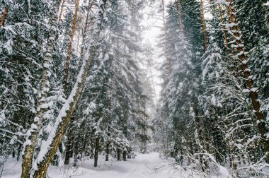 güzel karlı kış orman manzaralı görünüm