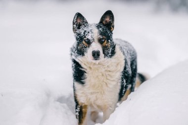 şirin evsiz siyah ve beyaz köpek kış karlı ormandaki görünümünü kapat