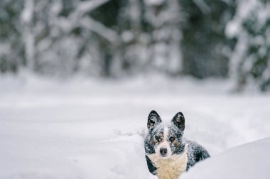 şirin evsiz siyah ve beyaz köpek kış karlı ormandaki görünümünü kapat