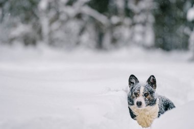 şirin evsiz siyah ve beyaz köpek kış karlı ormandaki görünümünü kapat