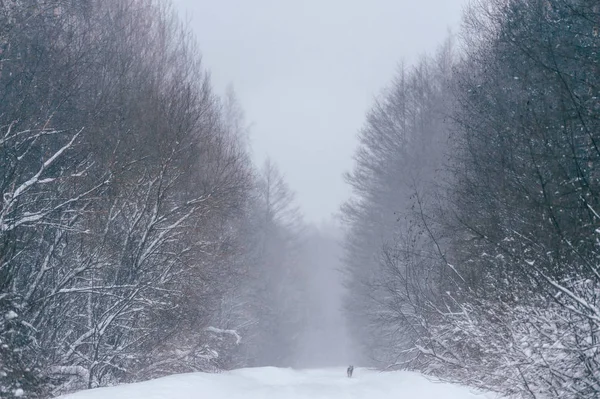 güzel kış orman manzaralı görünümünü karla kaplı