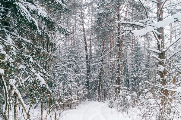 Schilderachtig Uitzicht Prachtige Winter Bos Bedekt Met Sneeuw — Stockfoto