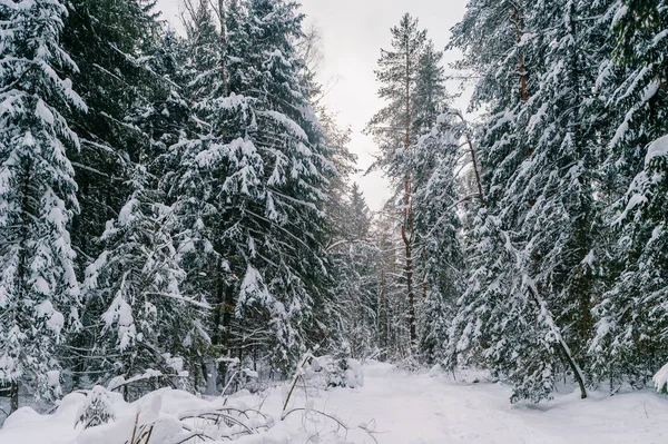 Vista Panoramica Della Bellissima Foresta Invernale Innevata — Foto Stock