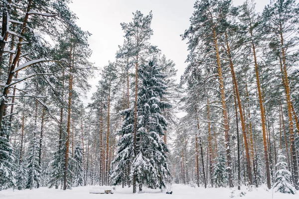 Vista Panoramica Della Bellissima Foresta Invernale Innevata — Foto Stock