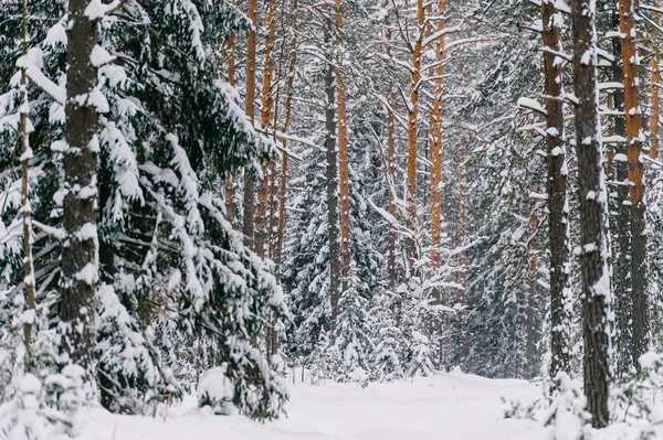 Schilderachtig Uitzicht Prachtige Besneeuwde Winter Forest — Stockfoto