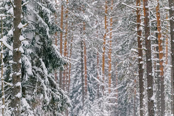 Vista Panoramica Della Bellissima Foresta Invernale Innevata — Foto Stock