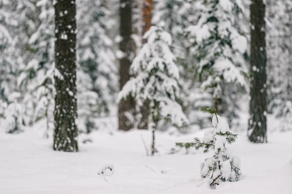 Vacker Utsikt Över Vackra Snöiga Vinter Skog — Stockfoto