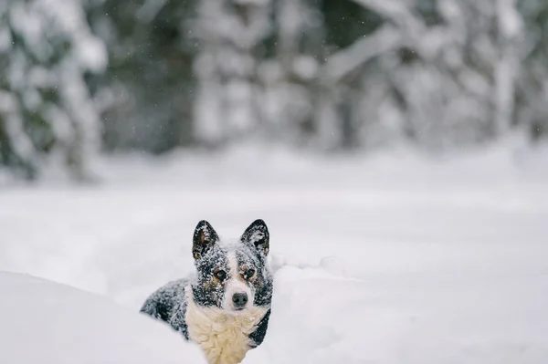 Крупный План Симпатичной Бездомной Черно Белой Собаки Зимнем Заснеженном Лесу — стоковое фото