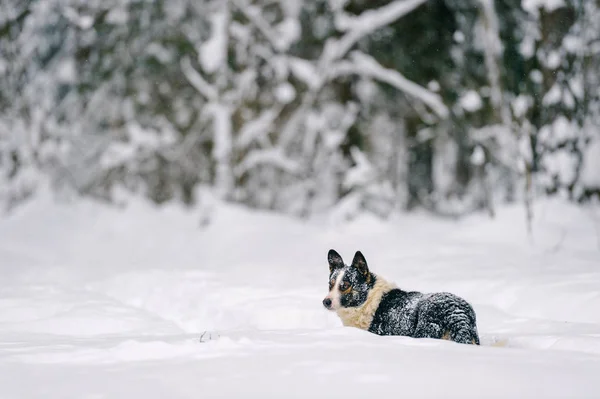 Close View Cute Homeless Black White Dog Winter Snowy Forest — Stock Photo, Image