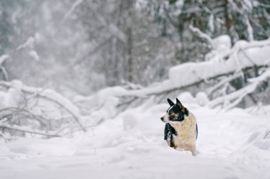 şirin evsiz siyah ve beyaz köpek kış karlı ormandaki görünümünü kapat