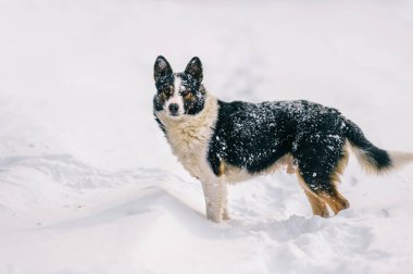 şirin evsiz siyah ve beyaz köpek kış karlı ormandaki görünümünü kapat