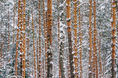 güzel karlı kış orman manzaralı görünüm