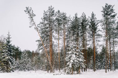 güzel karlı kış orman manzaralı görünüm