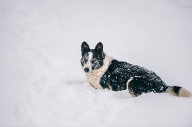 şirin evsiz siyah ve beyaz köpek kış ormandaki görünümünü kapat