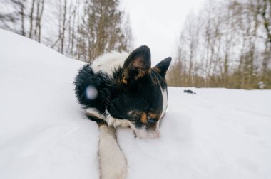 sevimli siyah ve beyaz köpek kış ormandaki görünümünü kapat