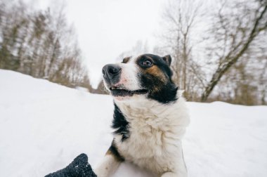 sevimli siyah ve beyaz köpek kış ormandaki görünümünü kapat