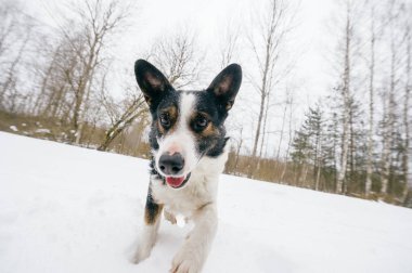 sevimli siyah ve beyaz köpek kış ormandaki görünümünü kapat