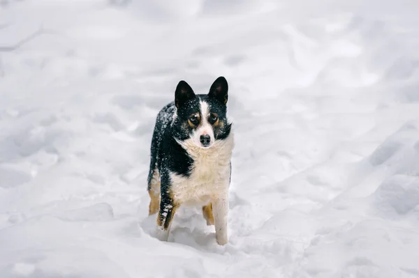 Close Van Schattige Dakloze Zwart Witte Hond Winter Besneeuwde Forest — Stockfoto