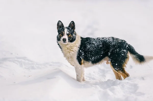 Close Van Schattige Dakloze Zwart Witte Hond Winter Besneeuwde Forest — Stockfoto