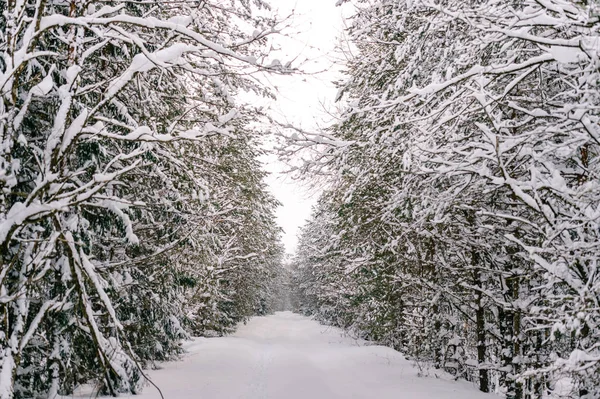 Schilderachtig Uitzicht Prachtige Besneeuwde Winter Forest — Stockfoto