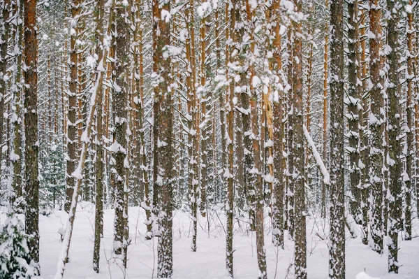 Schilderachtig Uitzicht Prachtige Besneeuwde Winter Forest — Stockfoto