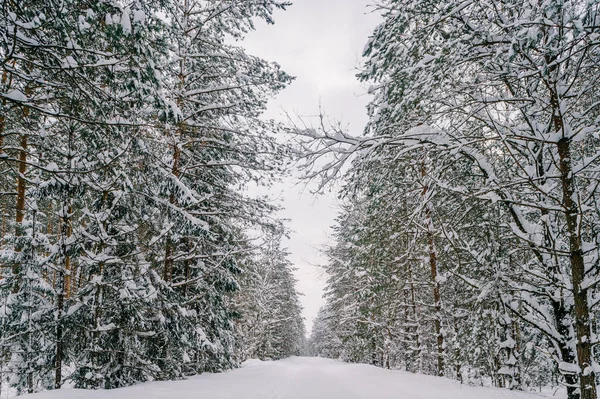 Vista Panoramica Della Bellissima Foresta Invernale Innevata — Foto Stock