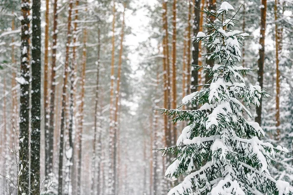 Schilderachtig Uitzicht Prachtige Besneeuwde Winter Forest — Stockfoto