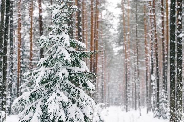 Vista Panoramica Della Bellissima Foresta Invernale Innevata — Foto Stock