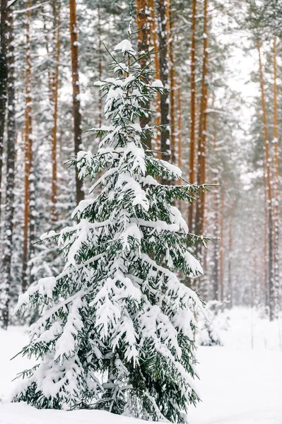 Schilderachtig Uitzicht Prachtige Besneeuwde Winter Forest — Stockfoto