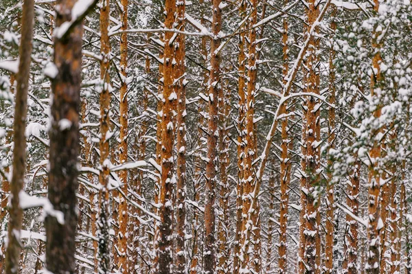Мальовничий Вид Красивий Засніжений Зимовий Ліс — стокове фото