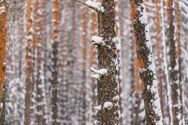 Vista Panorámica Del Hermoso Bosque Invierno Nevado —  Fotos de Stock