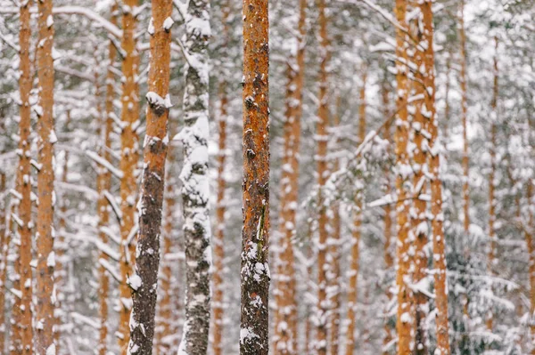 Γραφική Θέα Όμορφο Χειμώνα Χιονισμένο Δάσος — Φωτογραφία Αρχείου