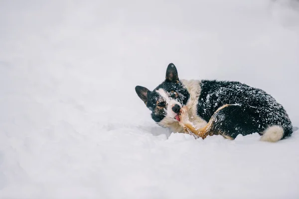 冬の森のかわいいホームレス黒と白犬のクローズ アップ表示 — ストック写真