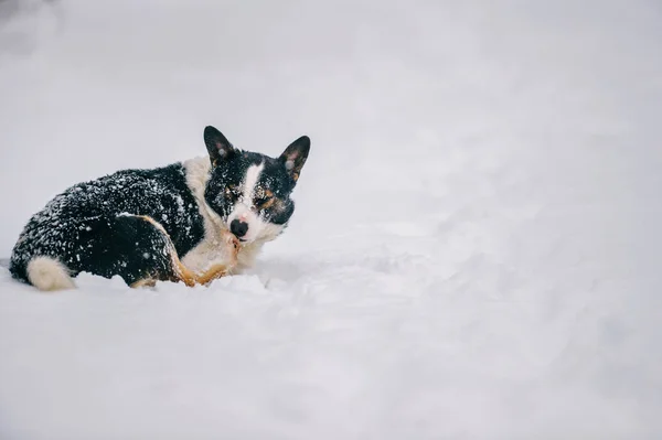 Stäng Upp Söt Hemlösa Svartvita Hund Vinter Skog — Stockfoto