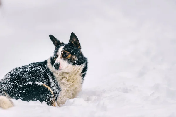 Close Van Schattige Dakloze Zwart Witte Hond Winter Forest — Stockfoto