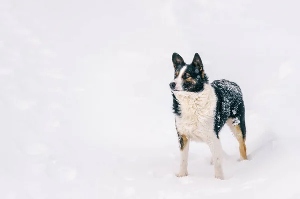 Zár Megjelöl Kilátás Téli Erdőben Aranyos Hajléktalan Fekete Fehér Kutya — Stock Fotó