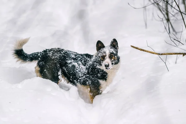 Close Vista Bonito Sem Teto Cão Preto Branco Floresta Inverno — Fotografia de Stock