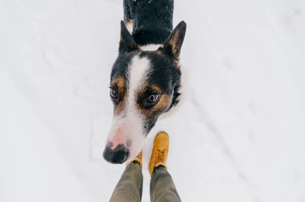 Частичный Вид Владельца Милая Черно Белая Собака Зимнем Лесу — стоковое фото
