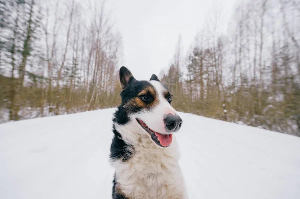 Close View Cute Black White Dog Winter Forest — Stock Photo, Image
